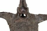 Hadrosaur (Edmontosaurus) Vertebra With Metal Stand - Montana #210652-10